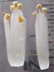  Stamens